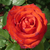 Rdeča - Vrtnica čajevka - Asja